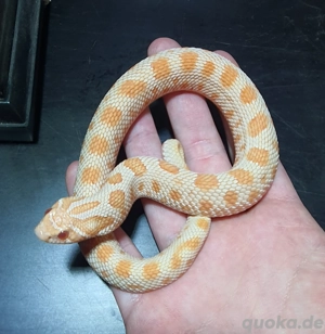 1.0 Heterodon nasicus Hakennasennatter Albino Conda het. Sable