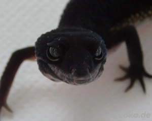 0.1 Black Night 50% het. Eclipse Leopardgecko Weibchen | Eublepharis macularius