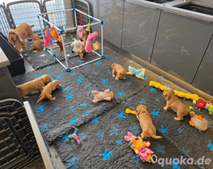 Cocker Spaniel Welpen suchen ein neues Zuhause