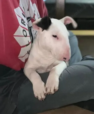 7 süße Miniatur Bullterrier Welpe