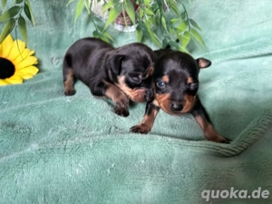 2 wunderschöne Prager Rattler Welpen (Rüden)!