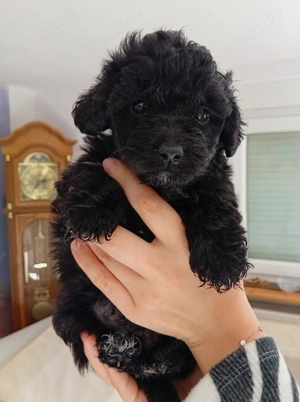 Mini Aussiedoodle F1 
