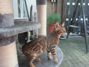 Bengal Katze Kater Kittem