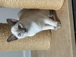 Verantwortungsvolle Hobbyzucht hat Thaikatzenkinder mit Stammbaum abzugeben!  Bild 3