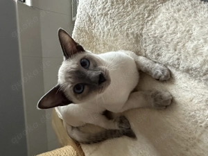 Verantwortungsvolle Hobbyzucht hat Thaikatzenkinder mit Stammbaum abzugeben!  Bild 2