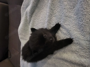 Pomeranian zu verkaufen 