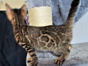 Bengal Katze Kater Kittem Bild 5