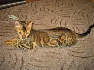 Bengal Katze Kater Kittem Bild 4