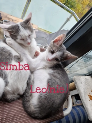  Wunderschöne Katzenbabys suchen liebevolle Familien 