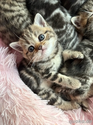 BKH Britisch Kurzhaar Kitten letztes Mädchen