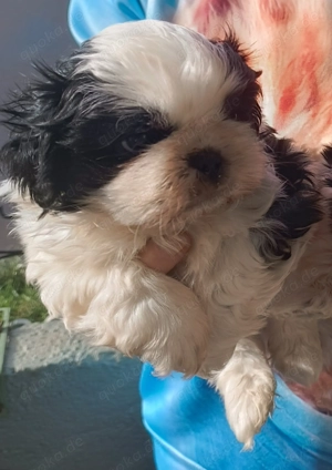 Shi Tzu Welpe wünscht sich ein liebevolles Zuhause