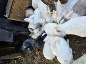 wir suchen ein schönes Zuhause 