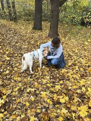 lieber, wunderschöner, menschenbezogener Rüde "Momo" sucht ein liebevolles Zuhause Bild 12