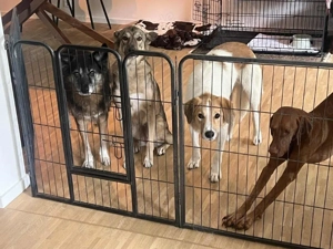 lieber, wunderschöner, menschenbezogener Rüde "Momo" sucht ein liebevolles Zuhause Bild 9