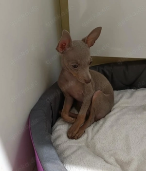 Erstaunliche Russkiy Toy Welpen