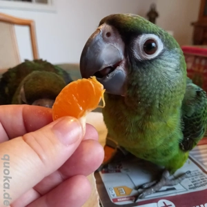 Papageien Babys zahme Grüne Kongopapageien 