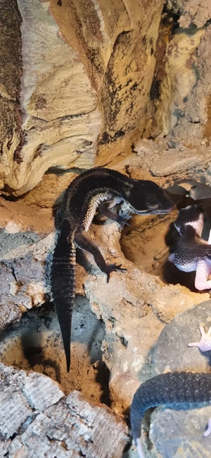 Leopardgecko Black Night 0.1