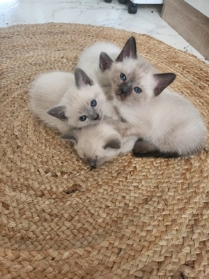 Reinrassige Siamkitten