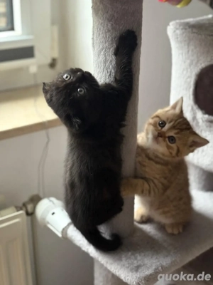 Süßes Mädchen-Kätzchen sucht ein liebevolles Zuhause  