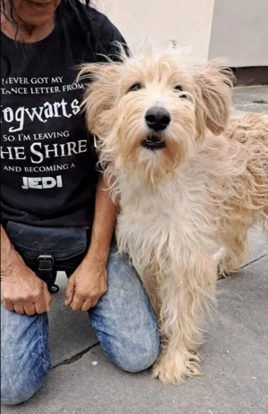 Jackline, z. Zt. in Ungarn, eine süße-strubbelige Briard Mischung