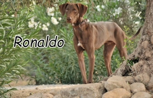 Wer möchte diesem wunderbaren jungen Rüden zeigen, wie schön das Leben in einem liebevollen Zuhause 