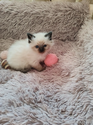 Neva Masquarade Kätzchen 