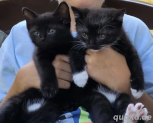 Europäische Kurzhaarkatze.