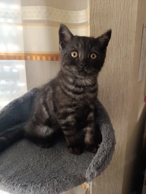 BKH Kitten suchen ein neues zuhause 