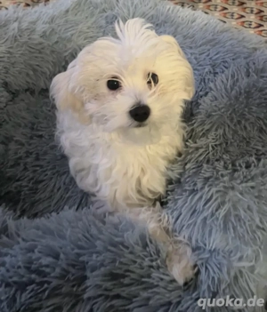 Malteser in gute Hände abzugeben 1 jahre alt 