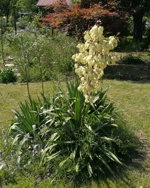 Palmlilie Ableger Winterhart