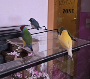 Gouldamadinen,  3 Hähne und 2 Hennen  Bild 2