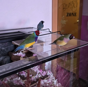 Gouldamadinen,  3 Hähne und 2 Hennen  Bild 3