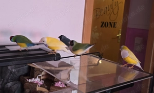 Gouldamadinen,  3 Hähne und 2 Hennen 