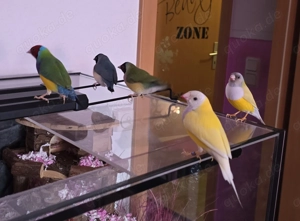 Gouldamadinen,  3 Hähne und 2 Hennen  Bild 4