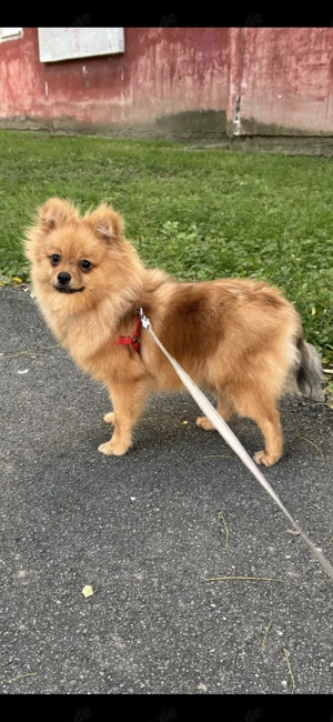 Pomeranian Zwergspitz Mini Mädchen 7 Monate jung