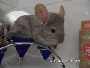 Zwei handzahme Chinchillaböckchen beige abzugeben