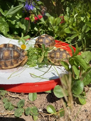 Spornschiltkröten mit Herkunftsausweis gemeltet in Bayreuth bei Naturschutzbehörte uner Anhang C 