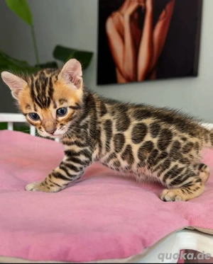 Bengalkätzchen Lilly