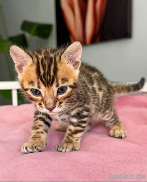 Bengalkätzchen