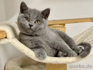 Ein BKH Britisch Kurzhaar Kitten Mädchen in Blue