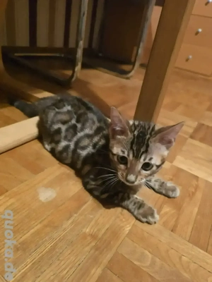 Bengal Kitten mit Stammbaum Eltern 10 Tests Katze Kater 