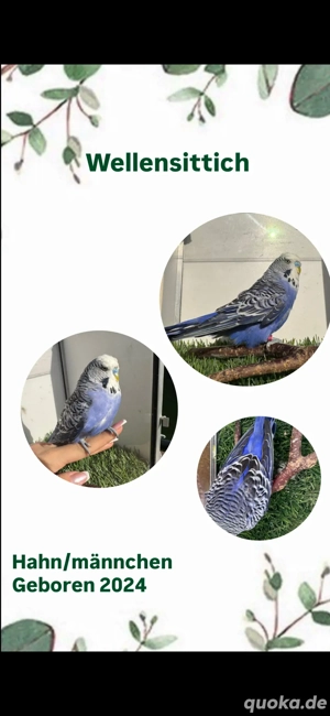 Wellensittiche 