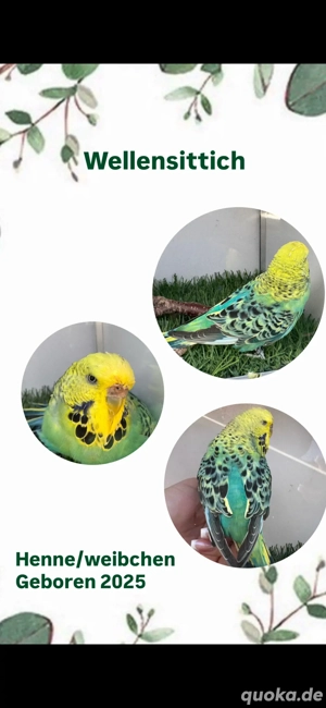 Wellensittiche