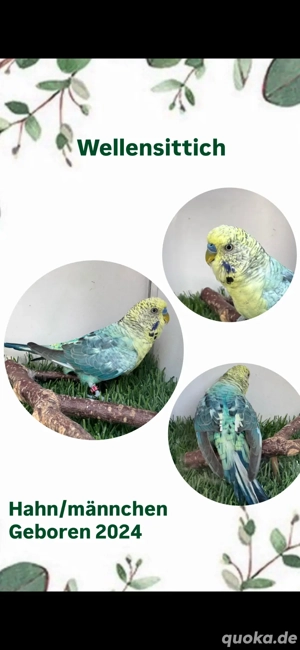 Blackwing Wellensittiche