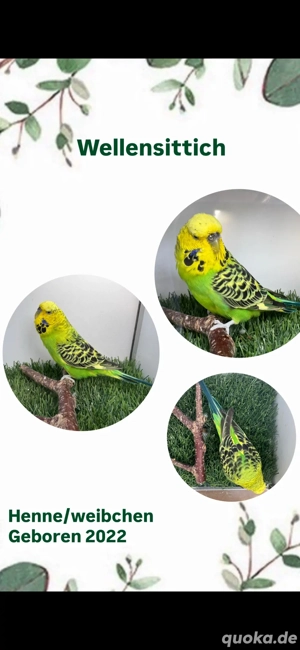 Wellensittiche 