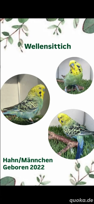 Wellensittiche 