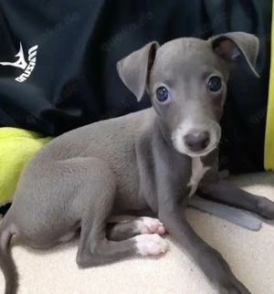 Niedliche italienische Windhundwelpen zu verkaufen