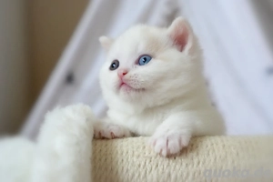 BKH Kitten mit Stammbaum (Odd eyes) 