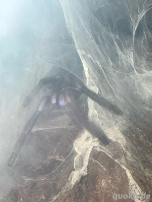 Chilobrachys natanicharum