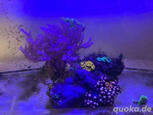 Korallen Stein Meerwasser